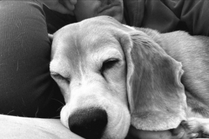 悬赏金翻倍！为寻回爱犬，拉姆塞将悬赏金1万美元提升至2万美元